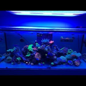 Meet your Posher, Terrell